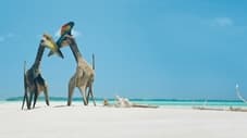 1 Islas