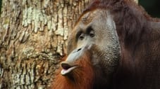 8 El orangután